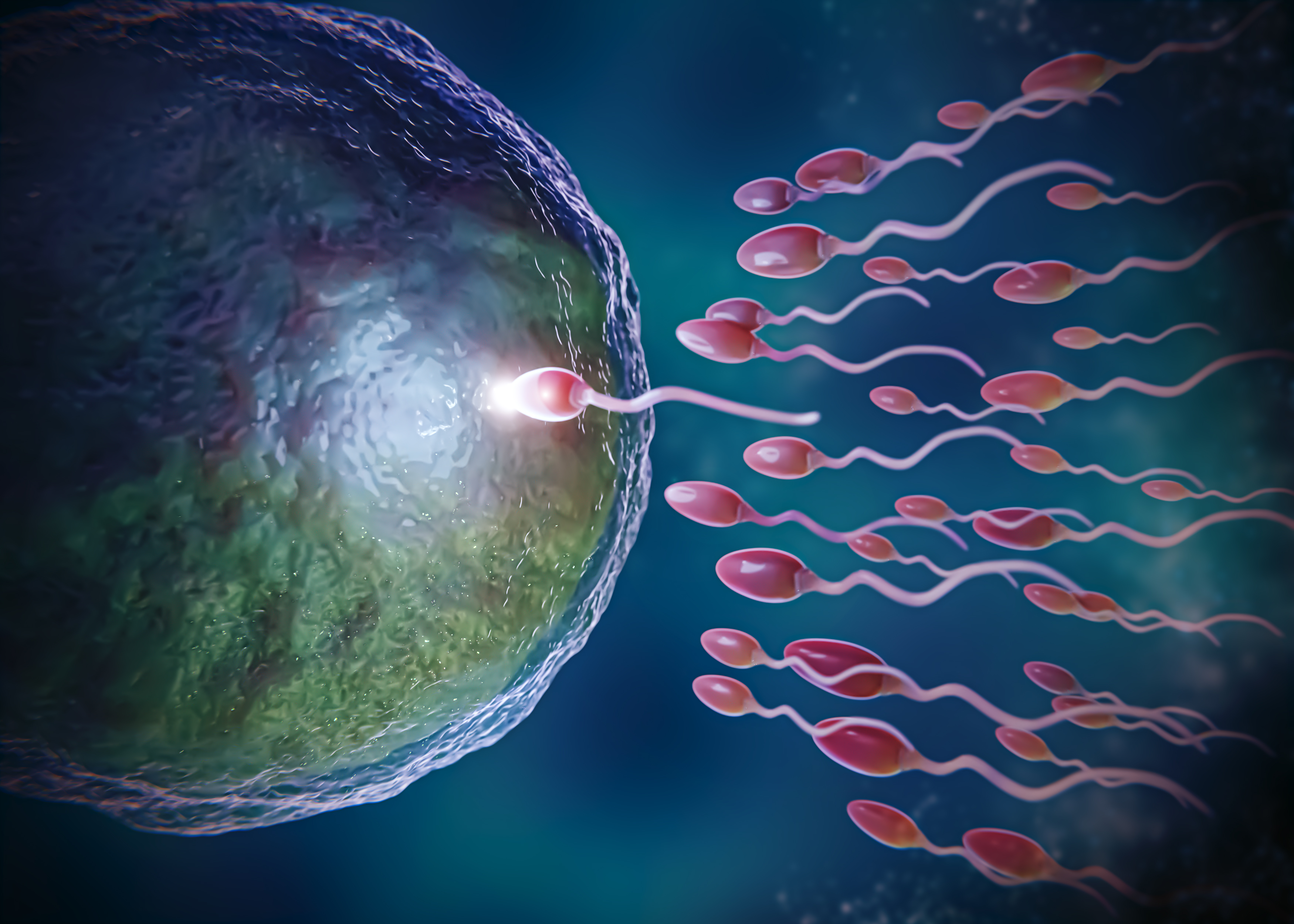 increase sperm count and sperm quality, intracytoplasmic sperm injection, semen quality, undescended testicles, fertility specialist, body temperature fewer sperm